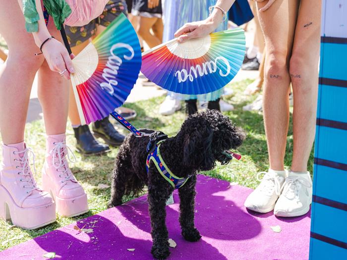 Two sets of feet next to a black poodle dog holding colourful fans above the dog