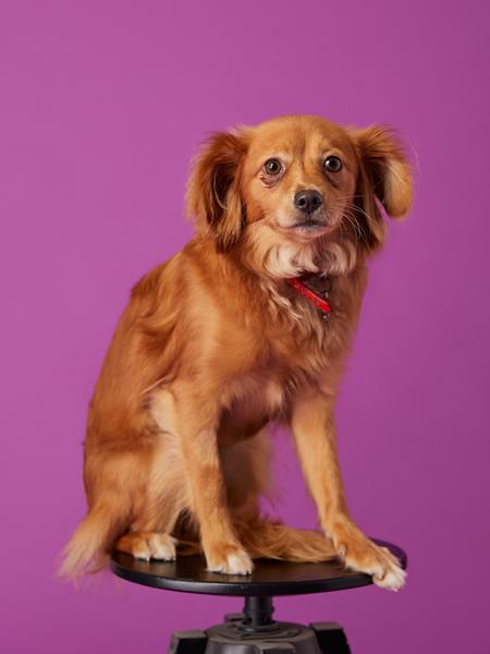Dog sitting on a stool posing for the camera.