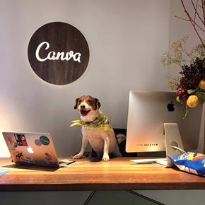 A small dog sitting on the reception desk at Canva's office in Sydney in front of the computer and under a Canva sign.