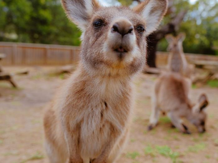 A brown furry wallabie, sniffing the camera as its photo is being taken.